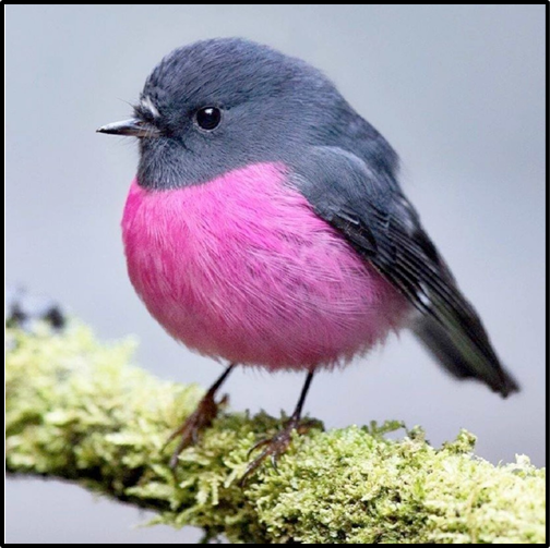 A pink-breasted bird perched on a moss-covered branch.