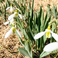 A row of blooming snowdrop flowers (galanthus) against a backdrop of dry grass.