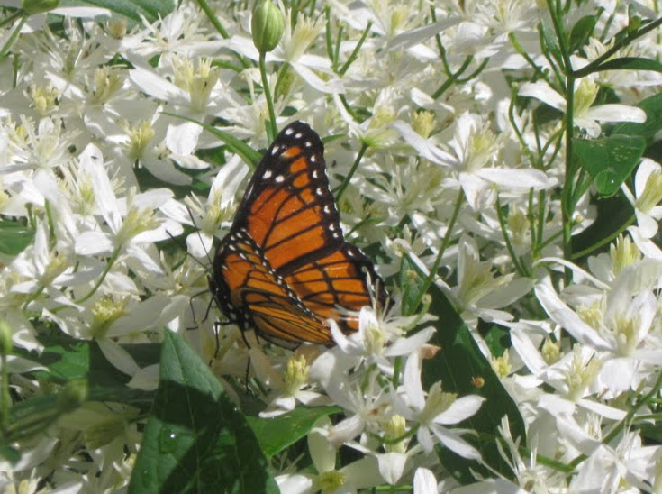 Monarch butterfly resting on white flowers.