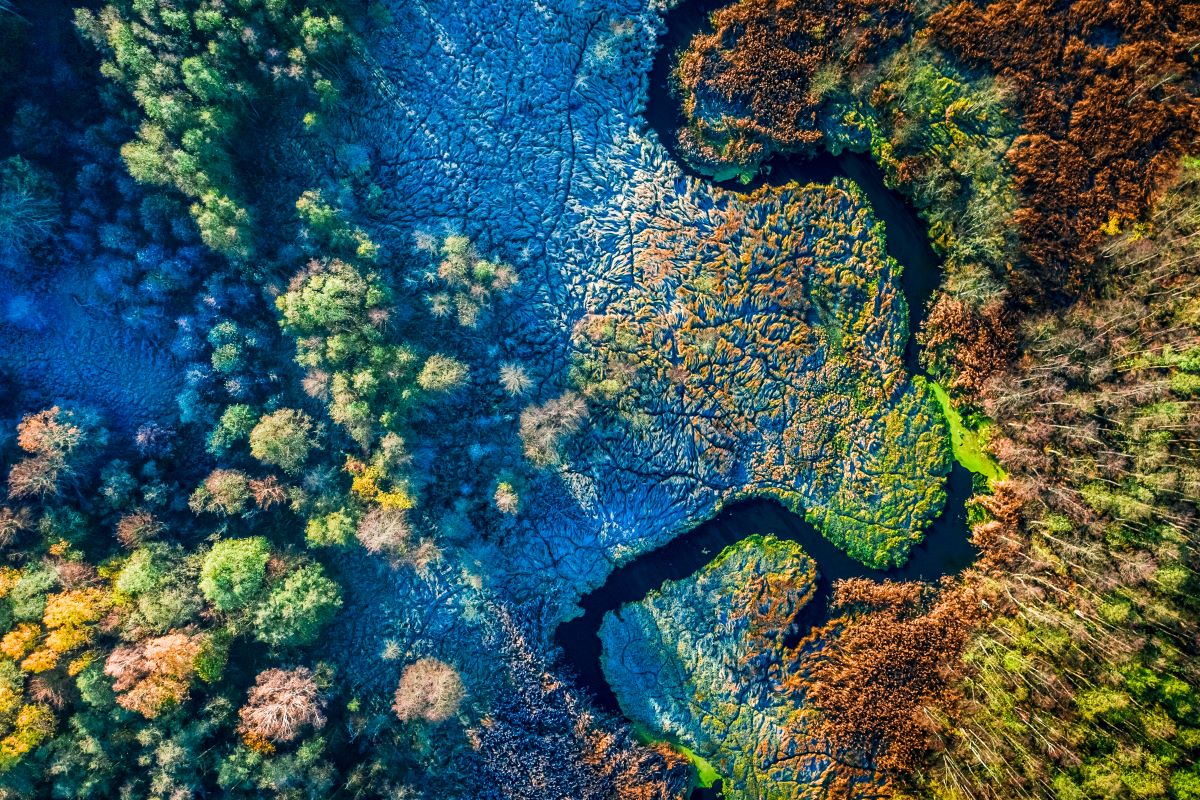 Aerial view of a mosaic-like pattern in a wetland area showing a contrast between water, vegetation, and land.