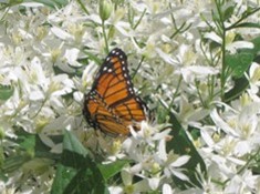 Monarch butterfly resting on a cluster of white flowers with green leaves in bright sunlight.